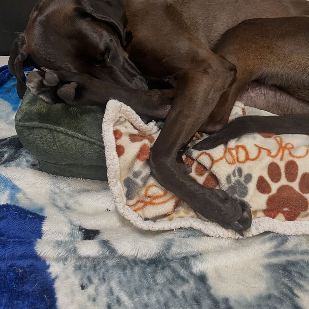 Navi says that napping is the best way to start the weekend • • • • • •