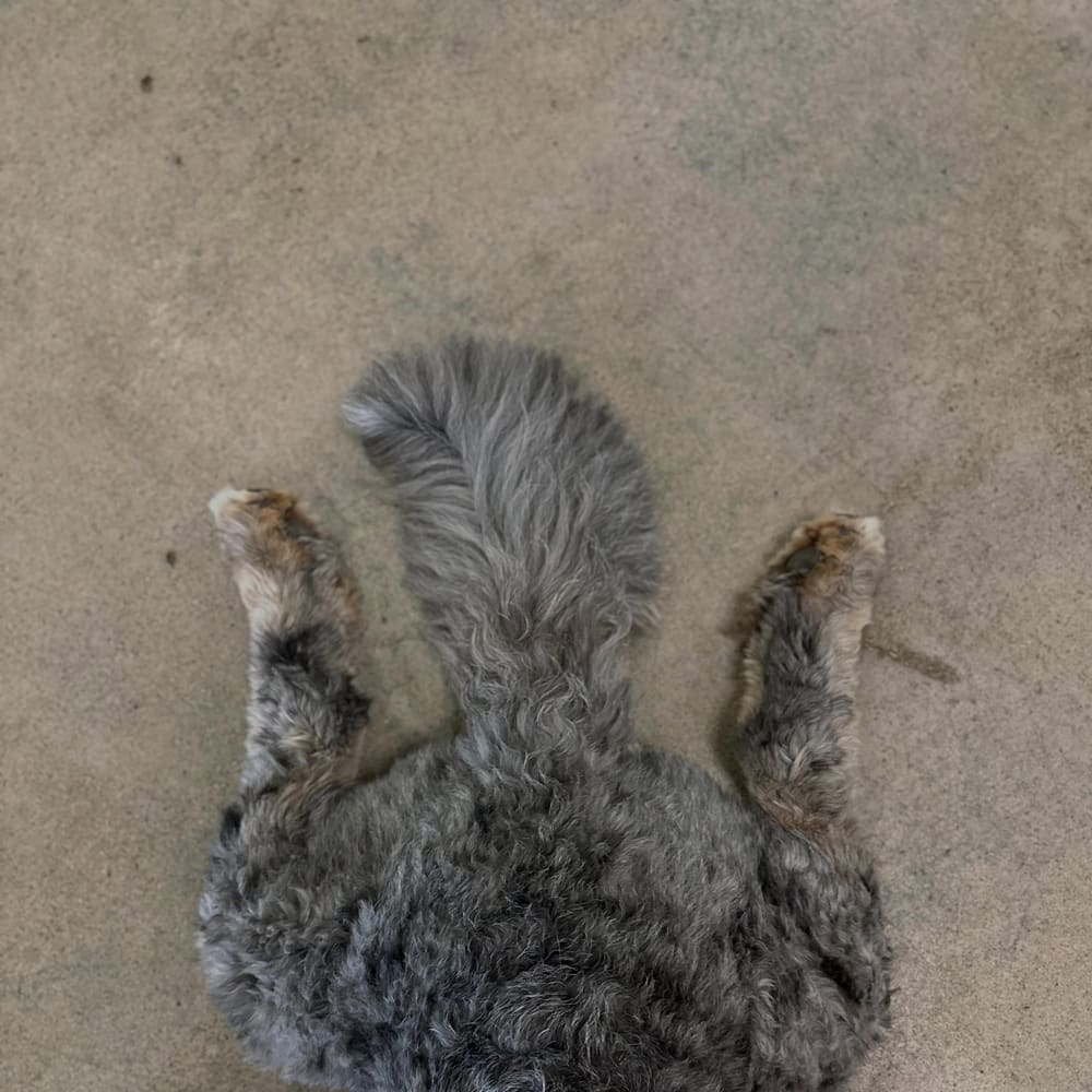A compilation of sploots!