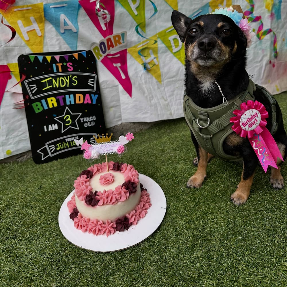 Happy 3rd Barkday Indy!!!