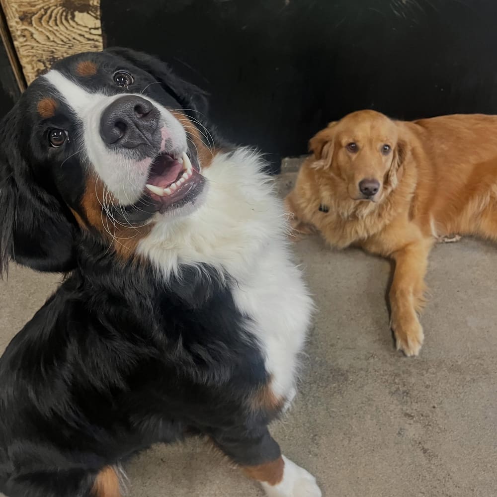 Siblings: A built-in best furend!