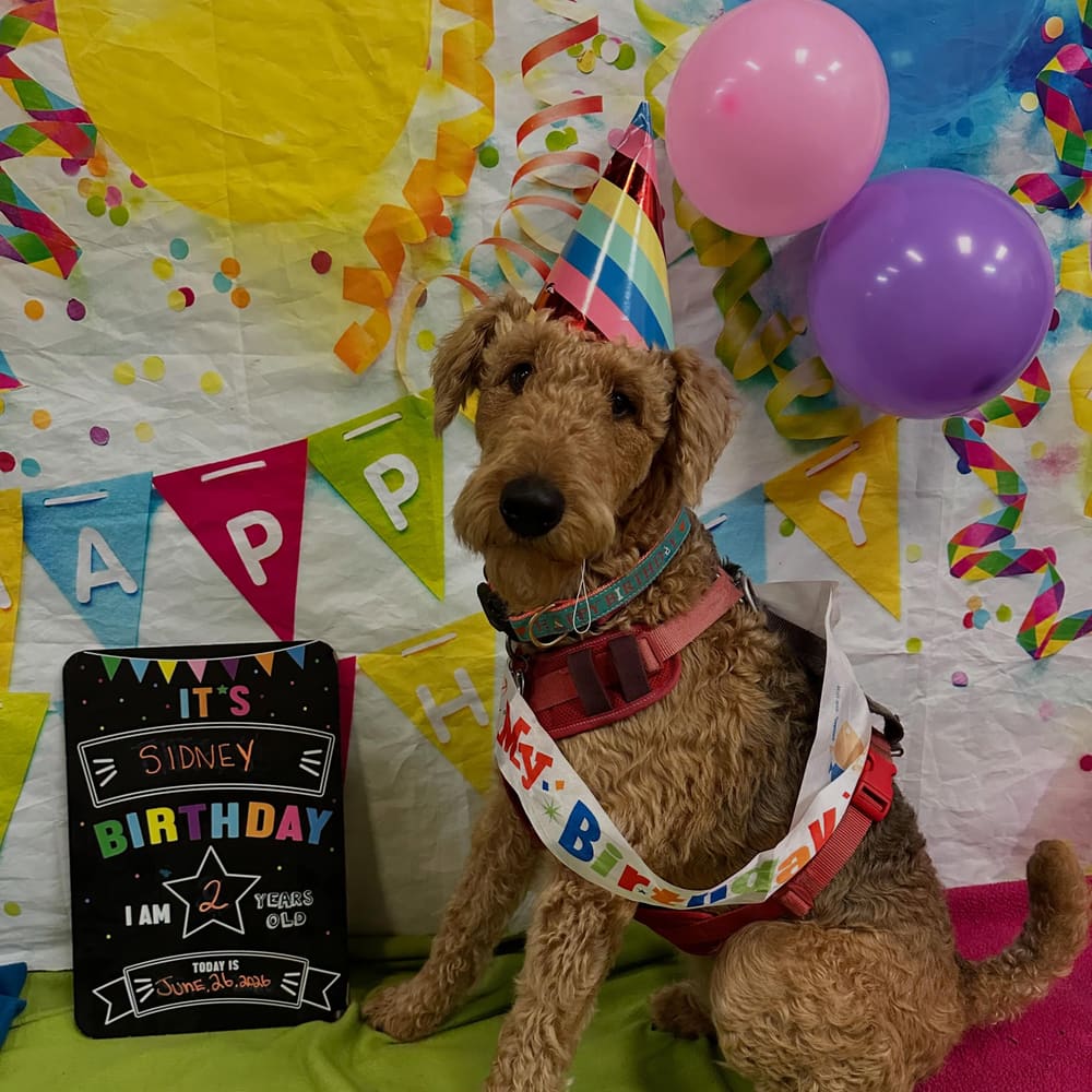Happy 2nd Barkday Sidney!